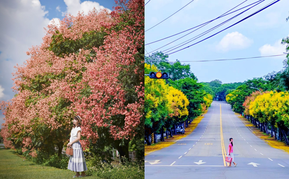 台中整排欒樹大道、南投秘境搶先紅了！秋日限定美景趁現在打卡