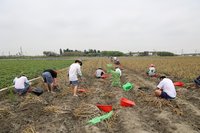 蒜頭雨損搶收欠工  雲林第二監獄調度受刑人支援