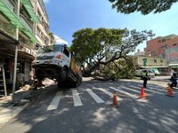 高雄路樹根部鬆動倒塌 砸中大貨車致車頭翹起