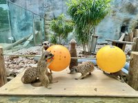 壽山動物園設計串燒覓食玩具 豐富狐獴生活環境