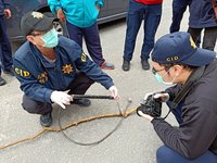 花蓮秀林鄉再傳山豬吊陷阱傷狗  警採證指紋調查