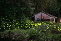 日月潭螢火蟲季至5月 桃米地區估4月底前數量多