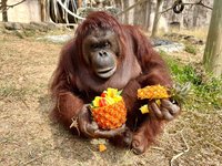 鳳梨盛產 高雄壽山動物園調整食譜入菜