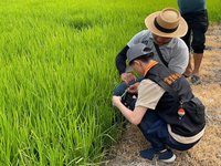 玉里、富里及鳳林現稻熱病 花蓮縣府補助購藥防治