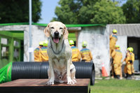 可愛又英勇 中市特搜犬鐵雄、腿腿、本丸將退役