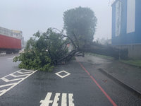 高雄豪雨 苓雅區、小港區樹倒未傷人車