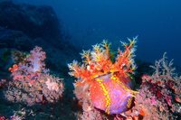 海科館水族缸白濛濛 漂亮寶貝「海蘋果」在繁殖