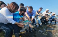 玳瑁咽喉卡魚鉤擱淺康復  基隆潮境保育區野放