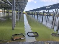 大亞漁電共生啟動 盼太陽能儲能占能源鏈獲利逾4成