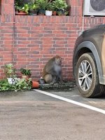 台灣獼猴出沒雲林縣府 農業處：不排除有人飼養