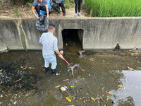 台中大里排水溝發現多具貓屍 警方擴大追查