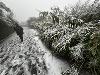 大屯山降雪 陽管處：百拉卡公路車輛須加掛雪鏈