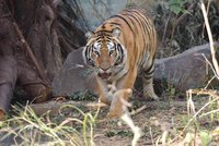 竹市動物園添成員孟加拉虎 辦命名票選