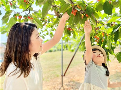 遊北海道深川市 夏季採櫻桃藍莓、秋季泡蘋果浴