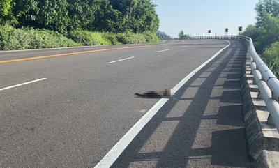 南迴公路太麻里段又見獼猴被撞 民眾憂心數量增加