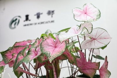 彩葉芋2新品種  粉嫩透亮全球罕見擬銷歐、日