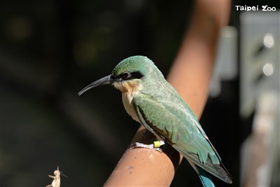 化棄蛋為神奇 北市動物園3栗喉蜂虎「菜鳥」入住