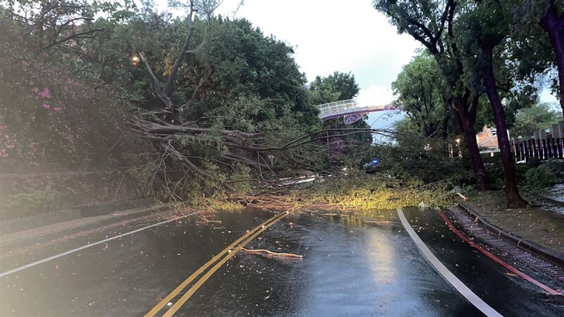 彰化市八卦山一帶19日降雨，一棵樹木疑因雨傾倒，占據雙向車道阻斷交通，警方獲報派員警戒，並通報相關單位處理。（彰化警分局提供）中央社記者蕭博陽彰化縣傳真 112年4月19日