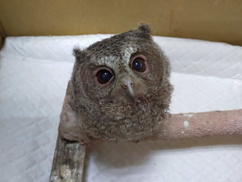 高雄壽山動物園近日救護2隻領角鴞幼鳥，已給予相關藥物治療，預計恢復健康就可回到野外。（高雄市觀光局提供）中央社記者蔡孟妤傳真 113年5月5日