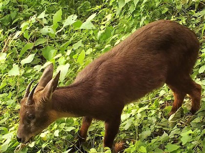 蘇花改完工生態復原 珍稀台灣野山羊、環頸雉回來了