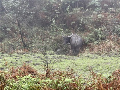 陽明山大批水牛死亡陽管處挨罰7.5萬 抗罰勝訴