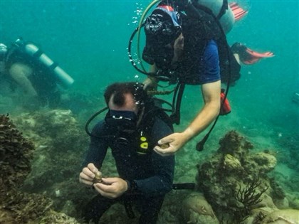 佛州海溫飆38.3度寫紀錄 熱浪可能威脅海洋生物存活