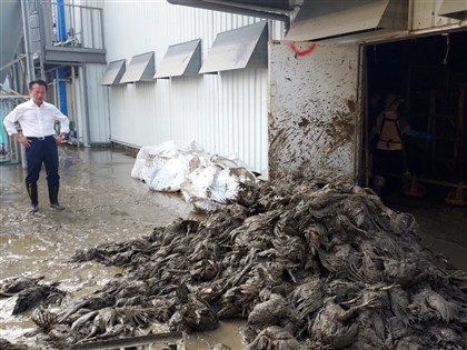 嘉義縣暴雨成災重創農畜 6萬隻蛋雞死亡、木瓜園全倒