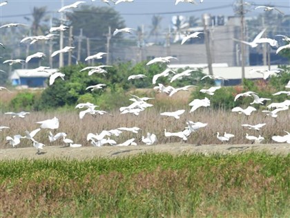 高雄茄萣濕地百隻黑琵現蹤 雁鴨大軍也趕抵