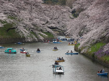 日本氣象協會預測多地櫻花提前開 東京3/19、大阪3/22