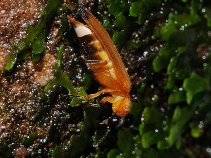 基隆暖暖發現台灣第4種水生螢火蟲 暫稱北杪螢