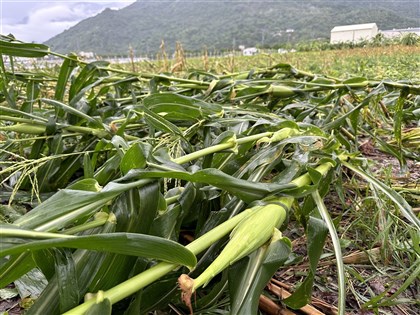 颱風凱米農損攀升至3.65億元 屏東2.43億元最傷