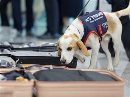 臭蟲檢疫犬進駐仁川機場 ���免床蝨隨旅客入境韓國