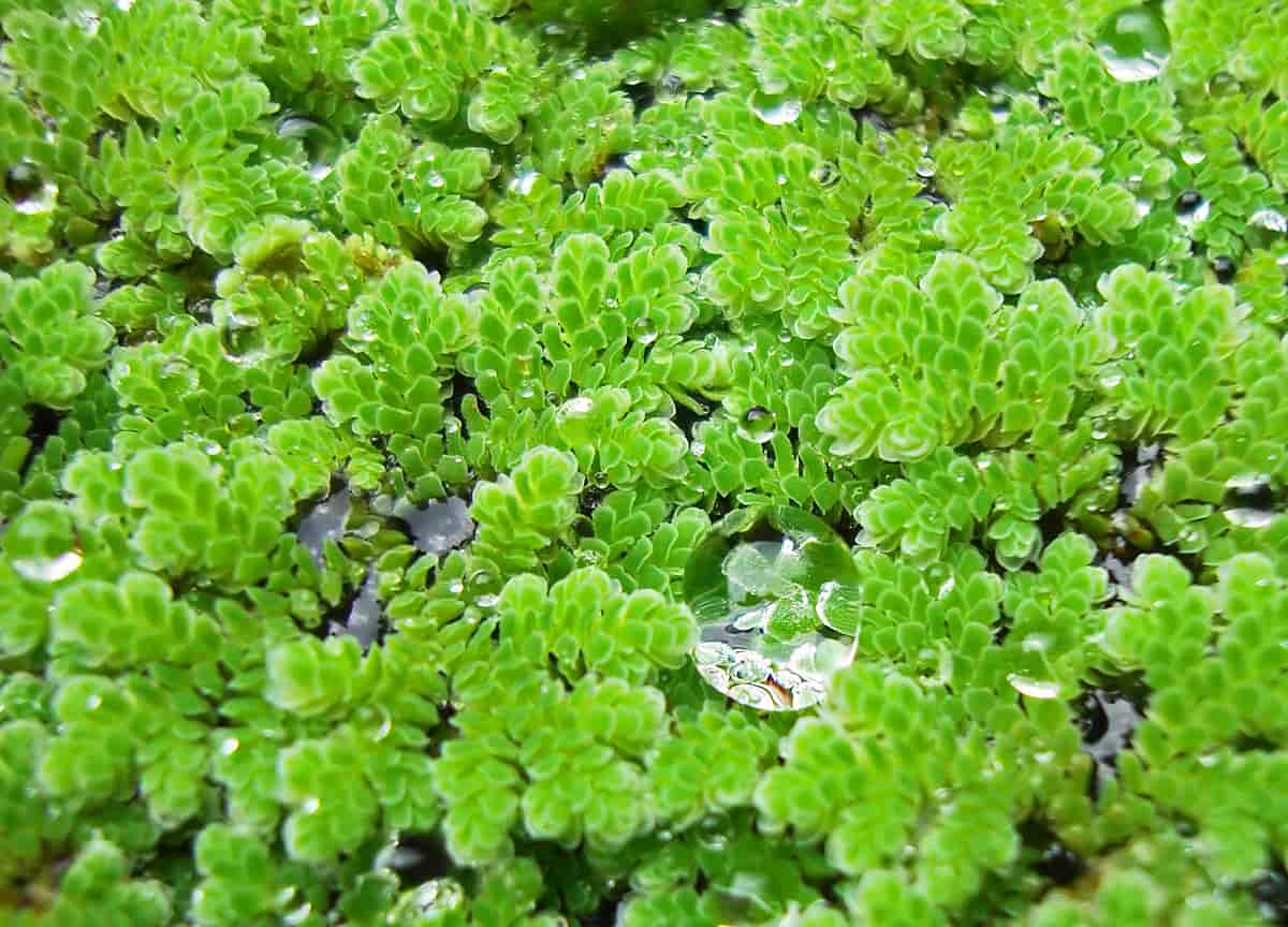 Azolla