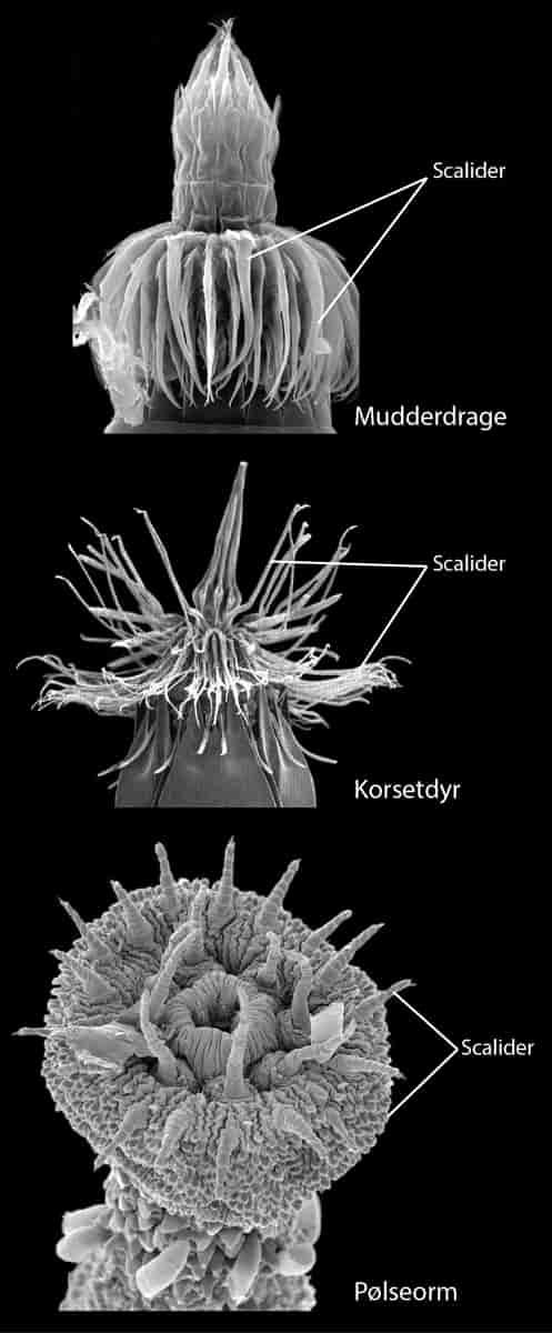 Scalider