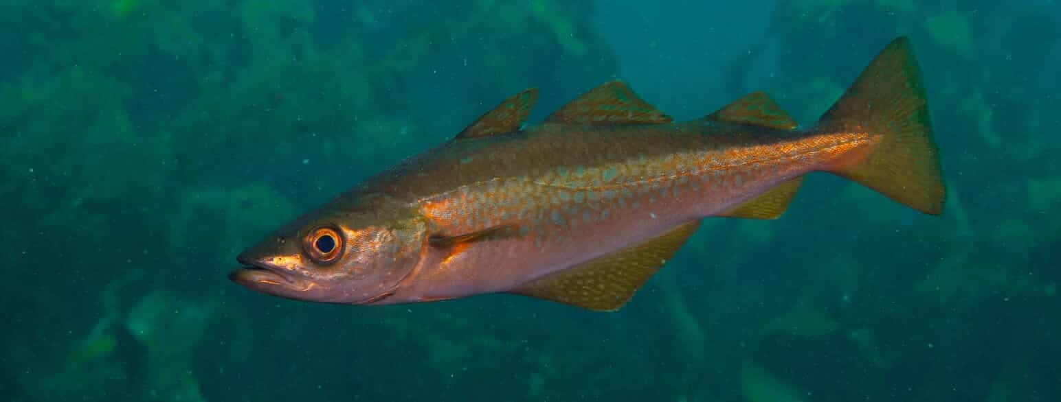 Lubbe (Pollachius pollachius) i Atlanterhavet ud for den nordvestspanske kyst