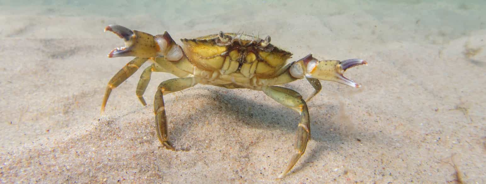 Strandkrabbe i forsvarspositur på sandbunden