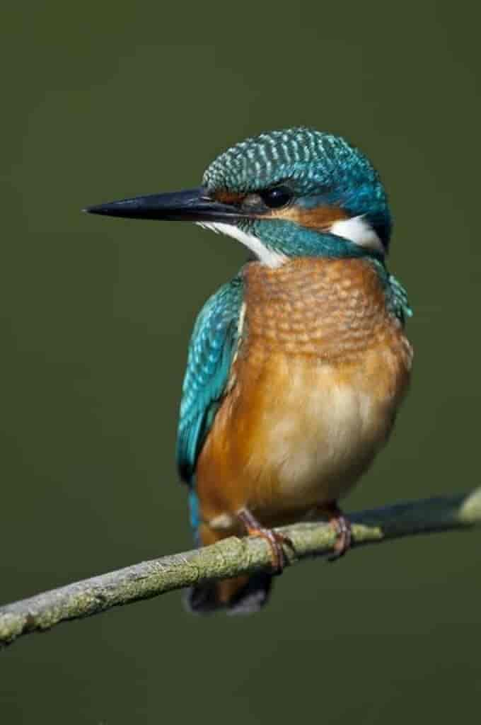 Alcedo atthis