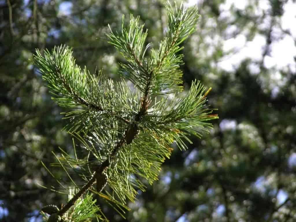 Pinus contorta