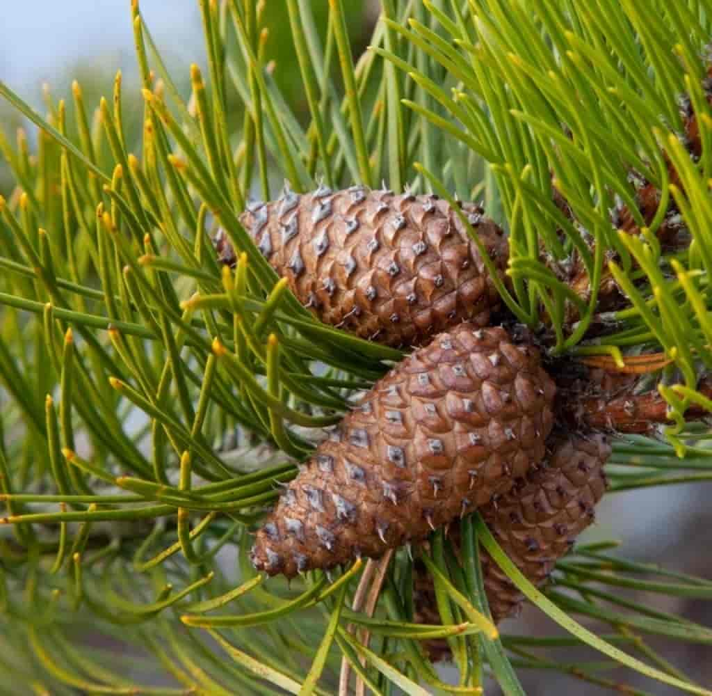 Pinus contorta