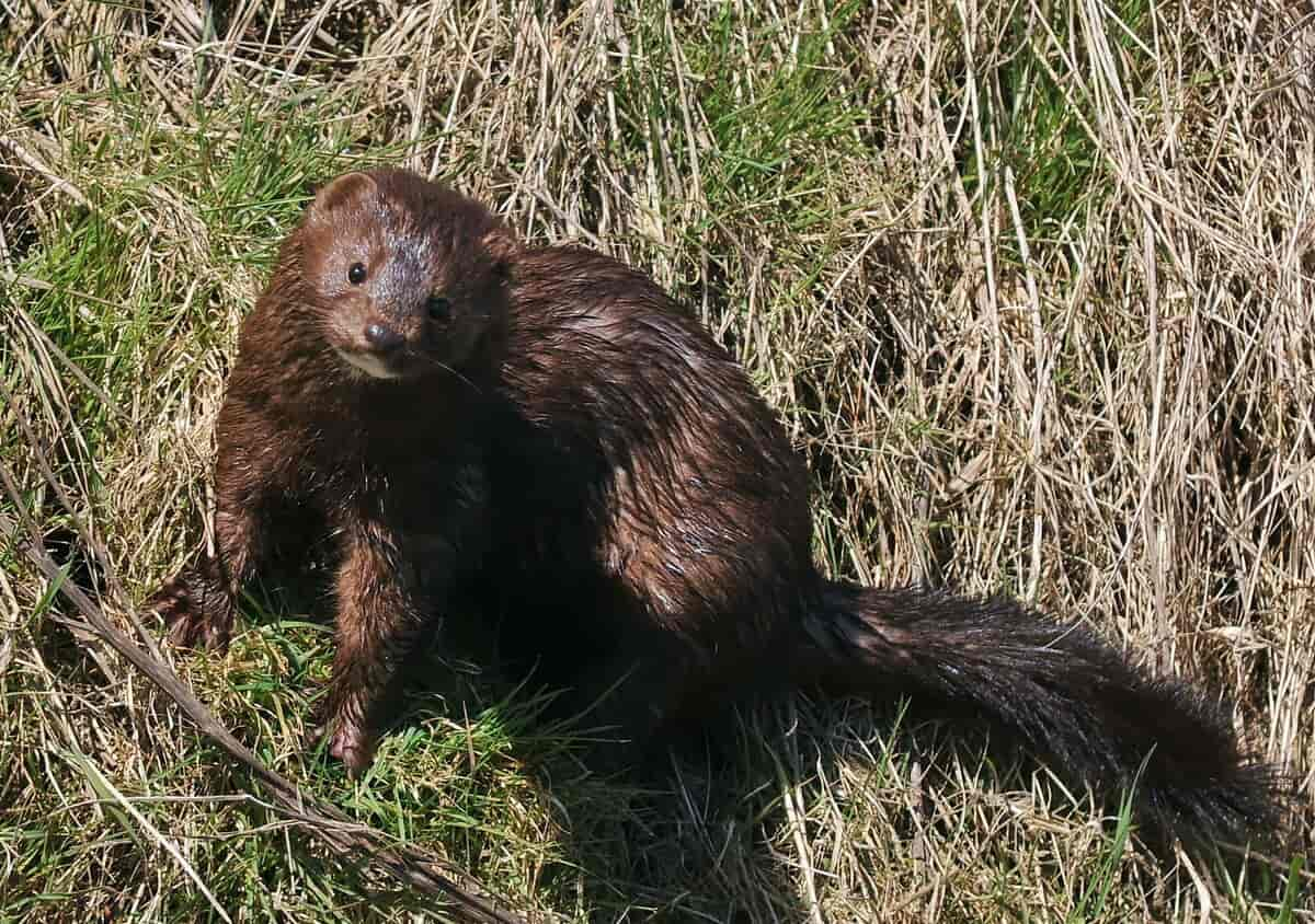 Mink