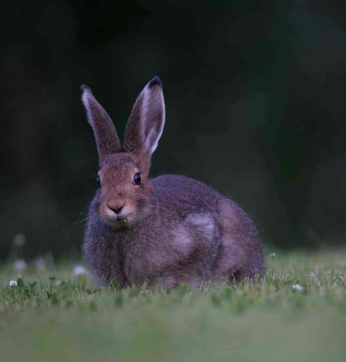 Hare som beiter i skumringen