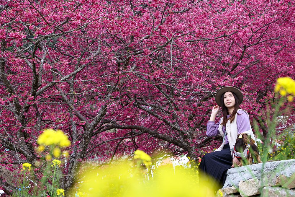 南投,南投景點,水里景點,阿本農場,櫻花,油菜花,緋寒櫻,河津櫻