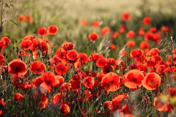 heroin poppy flower