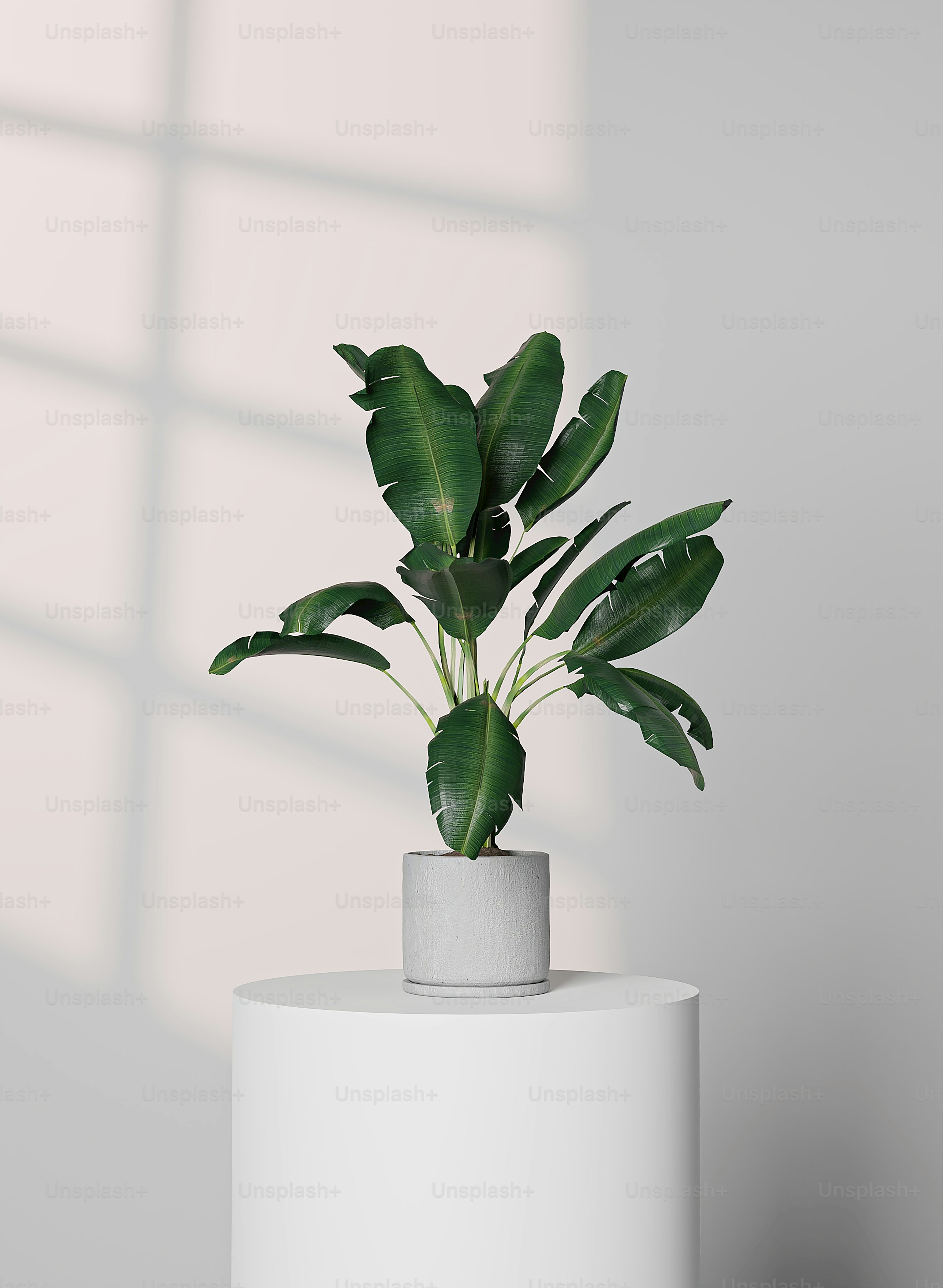 a potted plant sitting on top of a white table