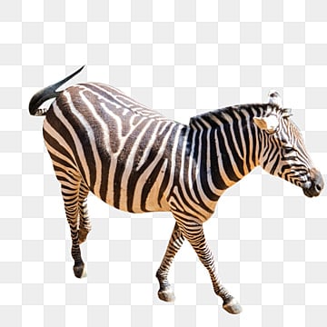 bir zebra, Zebra Küçük Resim, Bir, Hayvan PNG Resim ve PSD