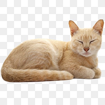 gatto che dorme, Catadorabile, Gatto Che Dorme, Gatti PNG e PSD