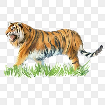 la tigre di elementi, Animali Dello Zoo, Elemento, Animale PNG e PSD