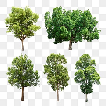 isolated tropical trees group on transparent background isolated tree green png, Isolated, Tree isolated tree hd transparent