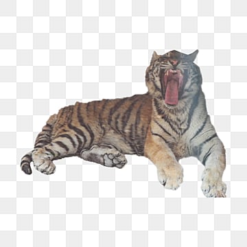 colpisci la feroce tigre nord orientale, Sbadiglio, Feroci, Gatti PNG Immagine e Clipart