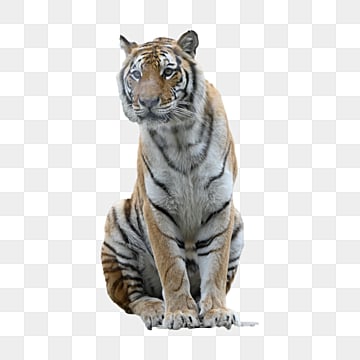 tigre siberiana del predatore naturale, Predatore, Carnivori, Naturale PNG Immagine e Clipart